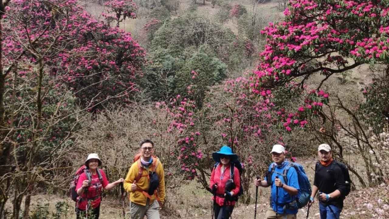 Rhododendron and Oak Forest: 