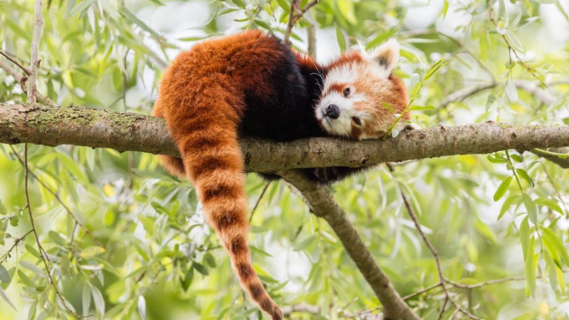 Wildlife in Nepal
