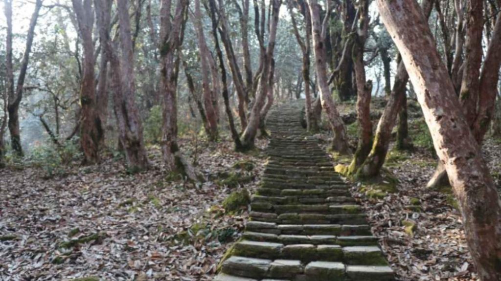 Stone steps through a rhododendron forest on a Himalayan trek in Nepal, showing Annapurna Base Camp trek difficulty